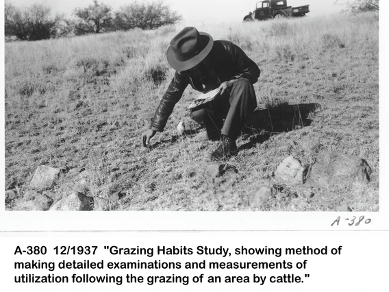 Grazing Habit Study, method to measure utilization after grazing