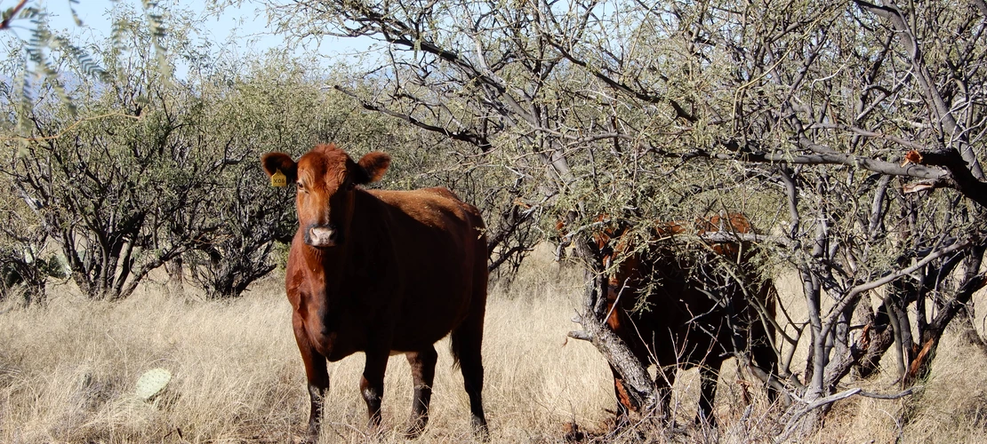 Cow and calf grazing on the Santa Rita Experimental Range