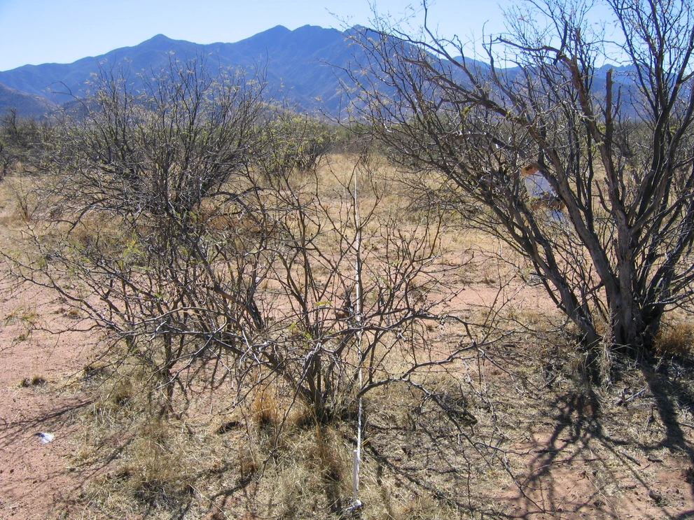 21_7_from_0_2006_Jan_30.JPG