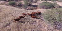 Cows with VENCE collars on the SRER