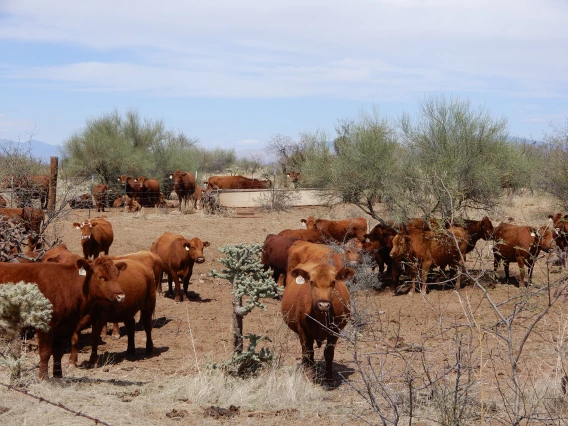 Cows around a water point in pasture 6B on the SRER