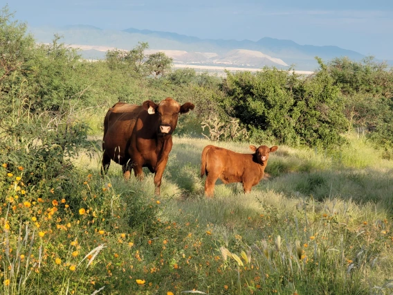 Cow and calf grazing on the SRER in August 2021