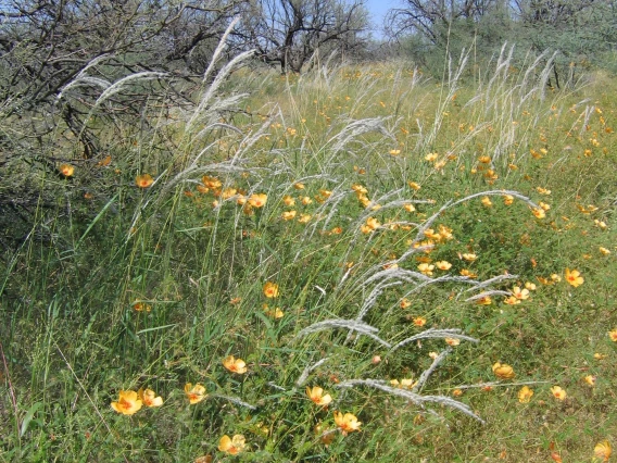 Digitaria californica (Arizona cottontop) inflorescens in summer