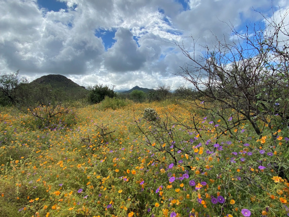 SRER at peak green during Plant Diversity Sampling