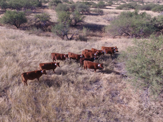 Cows with VENCE collars on the SRER