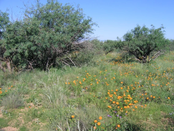 View of a green Santa Rita Experimental Range after the monsoon season.JPG