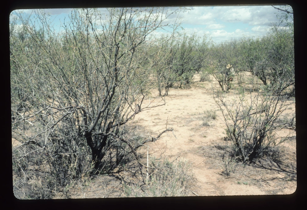 2S_8_from_0_2003_Mar_19.jpg