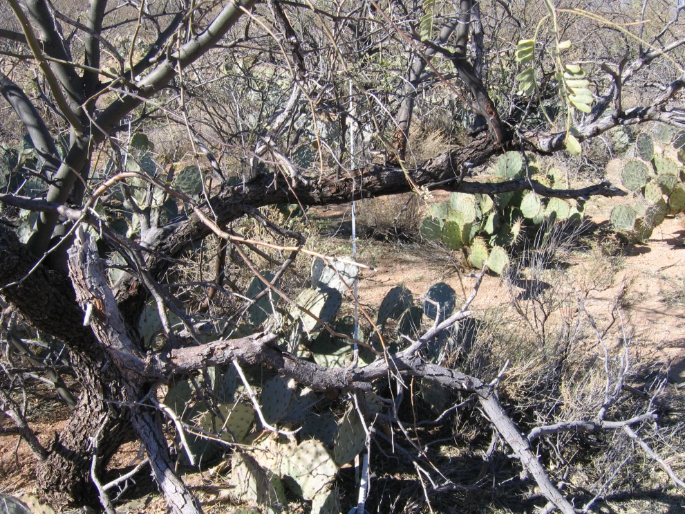 6A_36_from_0_2006_Jan_31.JPG
