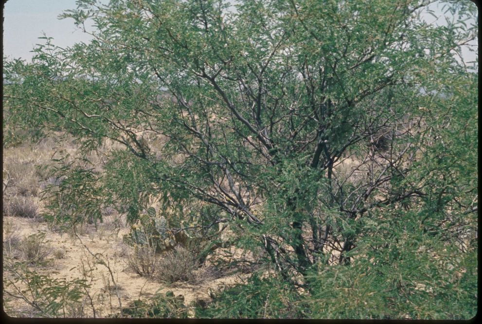 6A_36_from_15_1975_Jun_10.jpg