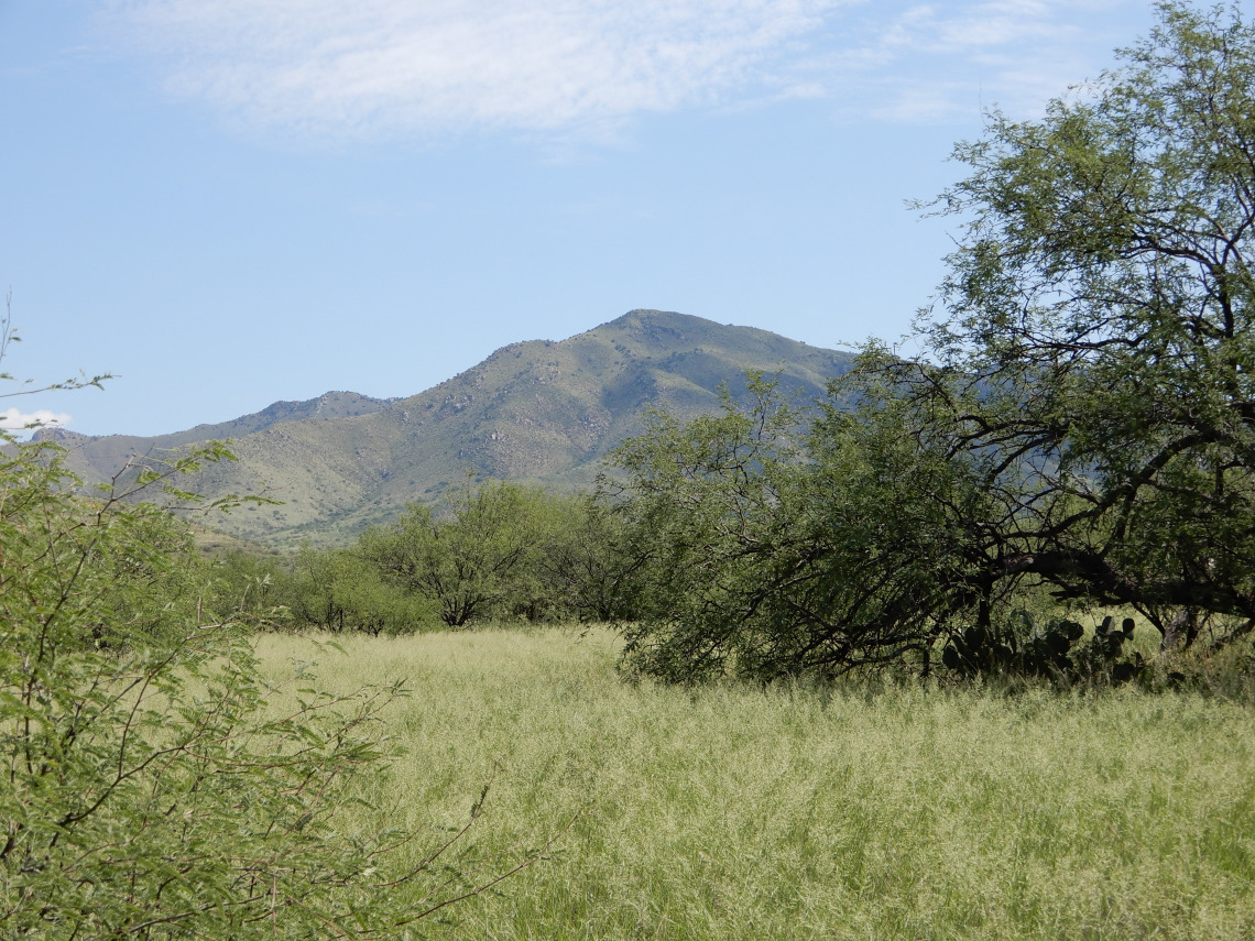 View of Prosopis velutina and Eragrostis lehmanniana in the summer