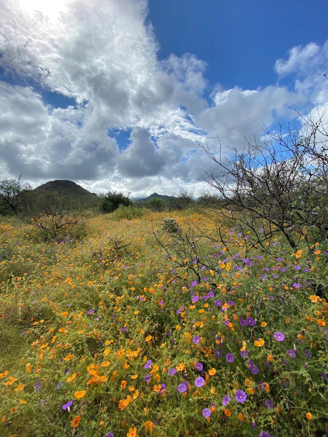 SRER at peak green during Plant Diversity Sampling