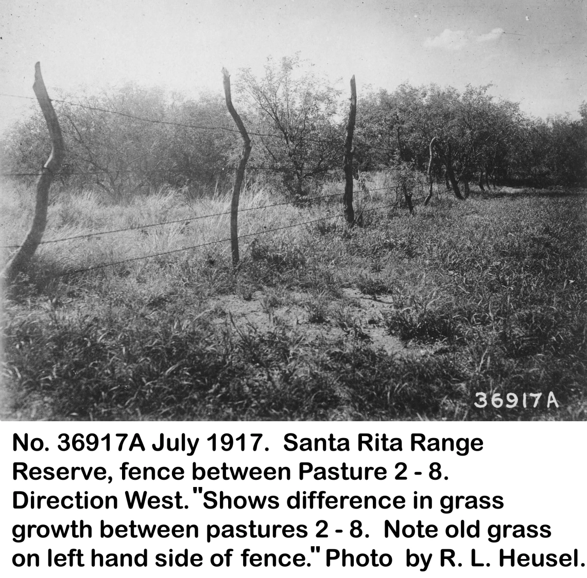 1917_07_xx_36917A_Fence_contrast_pastures_2_-_8