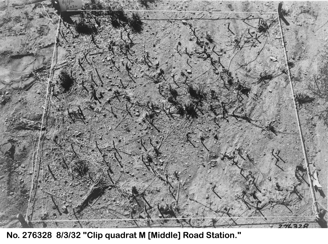 1932_08_03_clip_quadrat_study