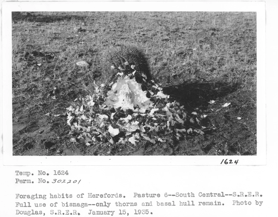 1935_01_15_Bisnaga