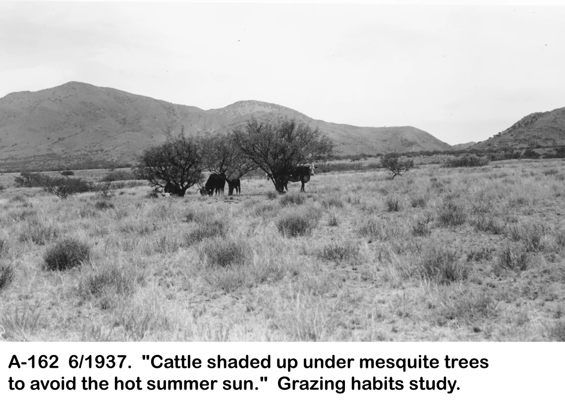 1937_06_xx_A-162_cows_loafing_under_mesquite