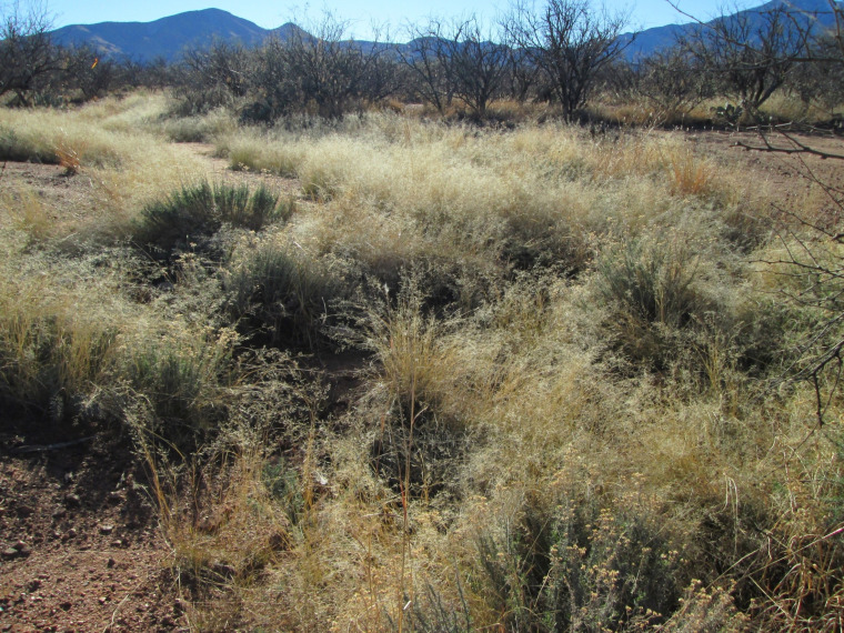 View of the site 11 years after check dam construction showing established grasses and increased vegetative cover in response to increased soil moisture in the vicinity of the check dams