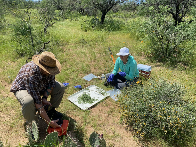 NEON technicians conduct Canopy Foliar Chemistry sampling in a Distributed Base Plot at SRER