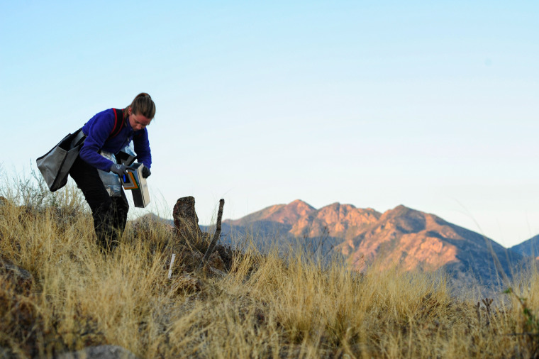 A NEON technician checks a Sherman Live Trap for small mammals at SRER 