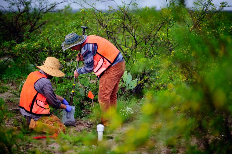 NEON technicians collect nitrogen transformation soil samples from a Tower Base Plot at SRER during the peak green bout