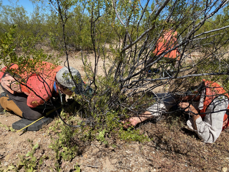 NEON technicians measuring stems during Vegetation Structure Sampling in a Tower Base Plot at SRER