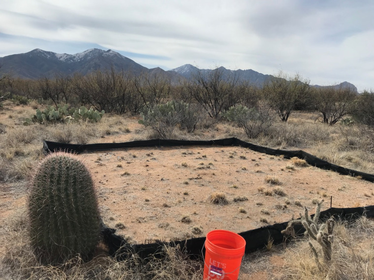 D-DIRT grass litter removal plot