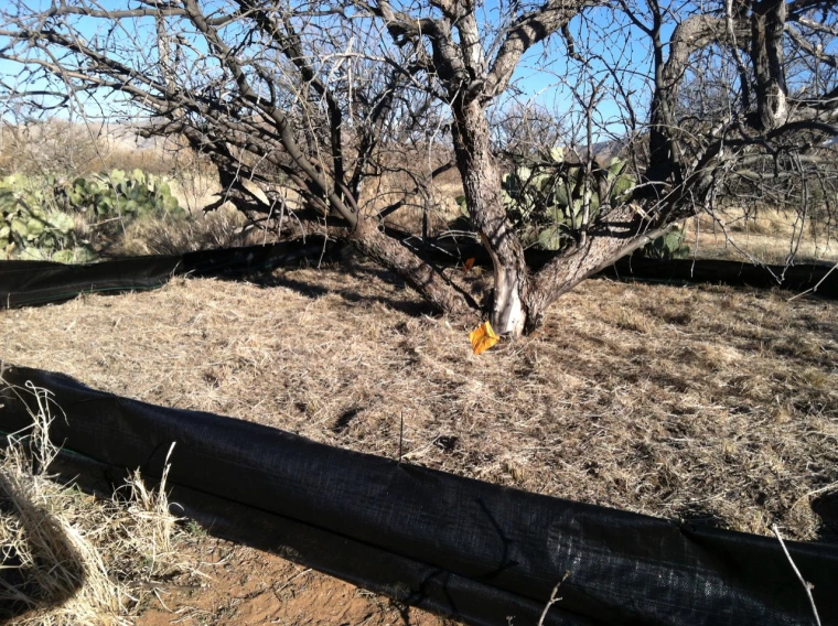 D-DIRT shrub litter addition plot