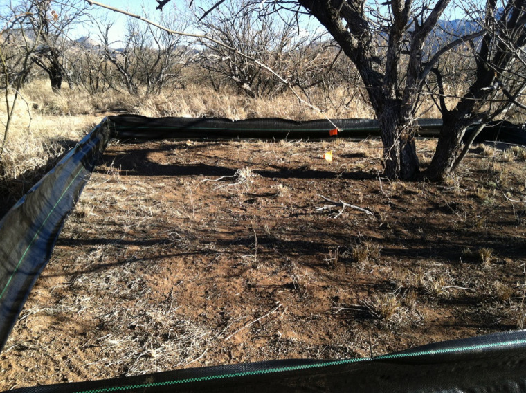 D-DIRT shrub litter removal plot