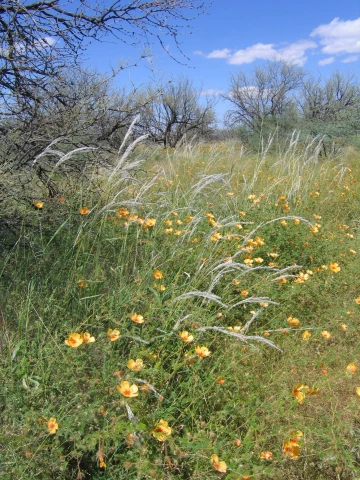 Digitaria californica (Arizona cottontop) inflorescens in summer