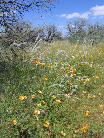 Digitaria californica (Arizona cottontop) inflorescens in summer