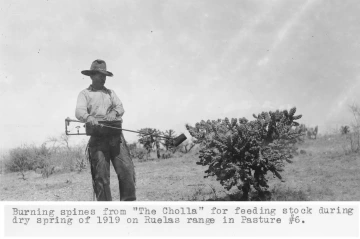 1919_xx_xx_Burning_spines_off_cholla_past_6