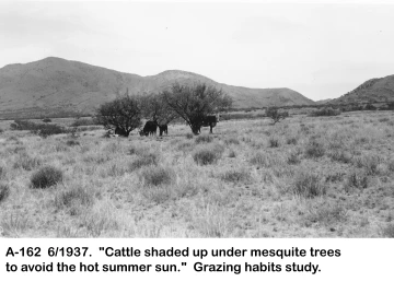 1937_06_xx_A-162_cows_loafing_under_mesquite