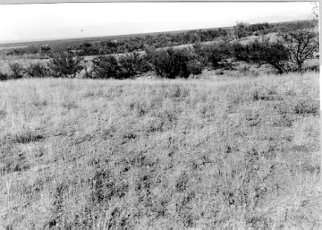 Photo Archive No. 060.1.1950.11