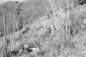 Photo Archive No. 066.1.2000.12