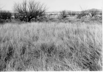 Photo Archive No. 078.1.1988.01