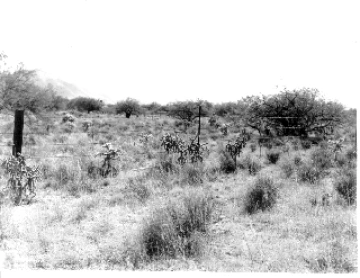 Photo Archive No. 112.1.1950.11