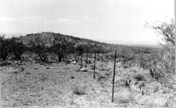Photo Archive No. 116.1.1951.07