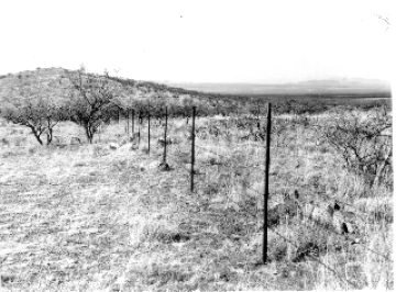 Photo Archive No. 116.1.1950.11