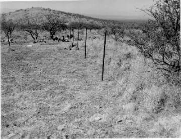 Photo Archive No. 116.1.1956.11