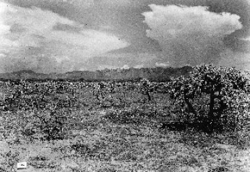 Photo Archive No. 132.1.1937.08 Photo Archive No. 132.1.1937.08