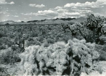Photo Archive No. 132.1.1948.06