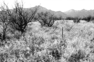Photo Archive No. 181.2.2000.11