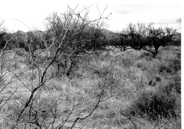 Photo Archive No. 228.1.1990.03