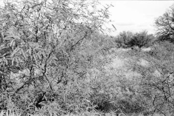 Photo Archive No. 228.1.2000.11
