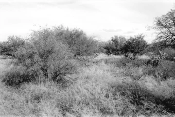 Photo Archive No. 228.2.2000.11