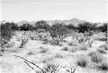 Photo Archive No. 228.1.1951.09