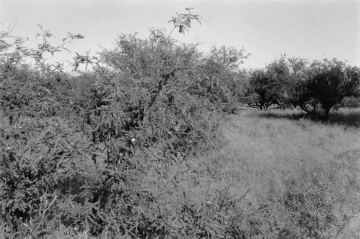Photo Archive No. 228.1.1993.09