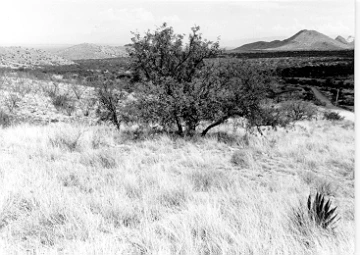 Photo Archive No. 229.1.1987.07