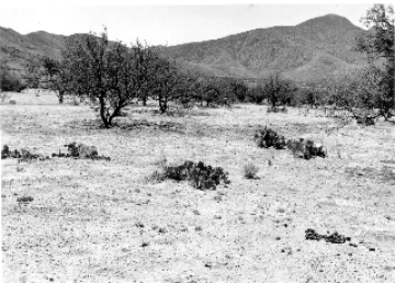 Photo Archive No. 247.2.1955.06