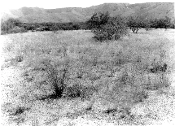 Photo Archive No. 247.1.1954.09