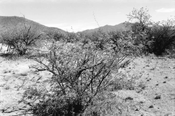 Photo Archive No. 250.2.2000.04